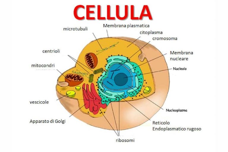 cellula